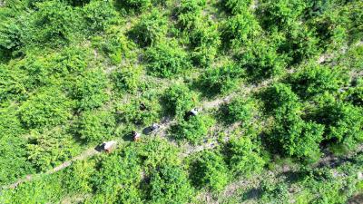 化龙堰镇高桥村：桃子丰收枝头俏 果香四溢促增收