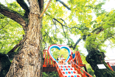 门古寺镇：古树新生 带火乡村