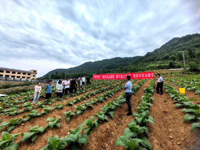 万峪河乡：把理论课堂搬到烟叶基地现场