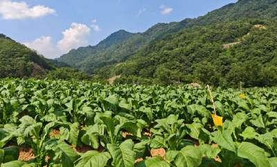 房县万峪河乡：精细管护守烟田 让“绿叶子”变成“致富黄金叶”