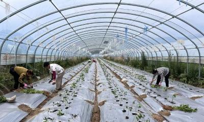 房县军店镇中村村：辣椒种植正当时 奏响振兴“椒”响曲