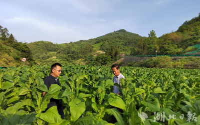 湖北房县：老烟农带徒传技，烟叶田间上演 “沉浸式教学”