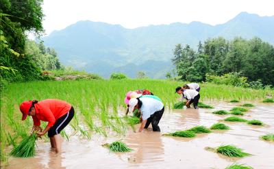 沙河乡：“芒种”时节插秧忙