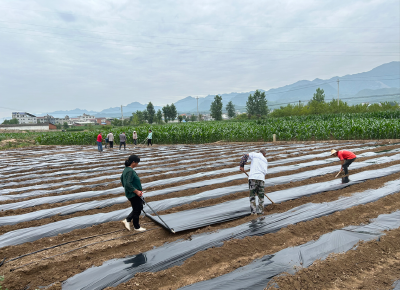 房县化龙堰镇化龙村：线椒产业走出“火红”致富路 