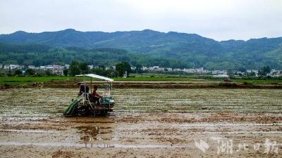 房县6.9万亩水稻机械化种植按下“快进键”