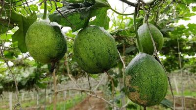 房县军店镇：科技管护提质效 栝楼产业促增收