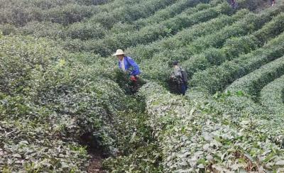 窑淮镇：夏季护茶新诀窍 茶园管护“卷”起来