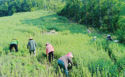 尹吉甫镇：艾草变身“金叶子” 绘就振兴“新画卷”