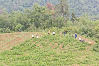 沙河乡：黄精基地除草忙共筑产业发展新希望