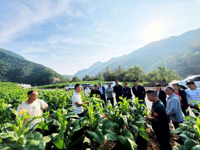 万峪河乡：技术“及时雨”  浇出烟地“黄金叶”
