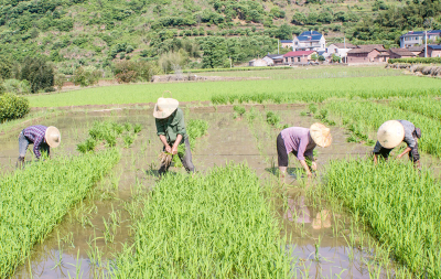 沙河乡：芒种时节好“丰”光