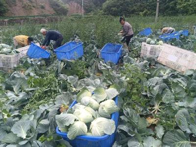 十堰房县：从 “菜篮子” 到 “钱袋子”！包菜丰收 “卷” 出乡村振兴新图景