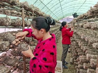 十堰房县：“菇”舞人心 食用菌撑起“致富伞”