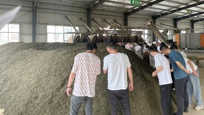 窑淮镇：青年干部投身茶园   锤炼本领促产业振兴