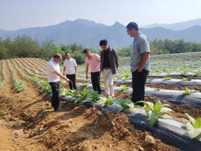 青峰镇：片片绿叶长势旺 绘就田野好“丰”光