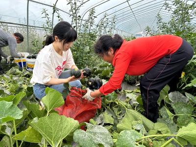 化龙堰镇“5+2”实践活动：年轻干部的田野成长记