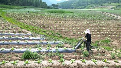 白鹤镇东浪村：抢抓农时忙管护 烟叶产业促增收