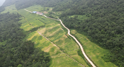 沙河乡：绿叶子托起致富梦 金叶子铺就振兴路
