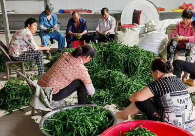 房县尹吉甫镇：线椒丰收产业旺 村民增收笑开颜