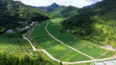 白鹤镇：烤烟田间管护忙  “金叶”谱写丰收篇章