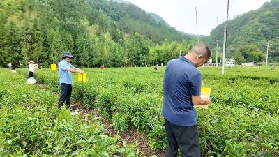 县农业农村局：科技赋能茶产业  联农带农谱新篇