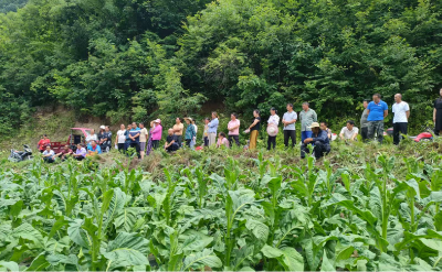 野人谷镇：烟农齐聚学技艺 现场培训促增收