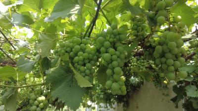 县人社局深入军店镇开展公益性岗位专项核岗工作