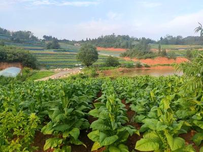门古寺镇：汗水浇灌千亩绿  炉火映红首炉金