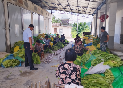 窑淮镇里乐城村：烟叶采收季 多举措保障安全生产