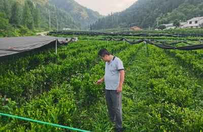 窑淮镇：抹茶基地管护忙 特色产业助振兴