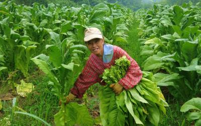 白鹤镇黄杨村：“金叶”获丰收  烟农“赶烤”忙