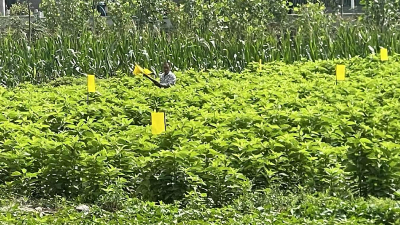 上龛乡：“黄板”守青绿 绿色防控擘画“六无乡镇”新图景