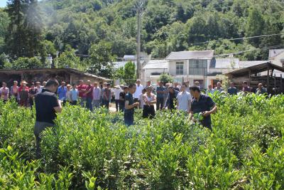 房县2025年茶园夏秋管理技术培训走进土城镇堤坪村