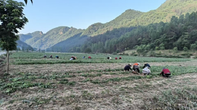 化龙堰镇：黄精产业崛起，开启致富新征程