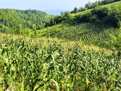 太阳花 8 号甜玉米丰收：订单结出 “金棒子”，中村群众笑开颜