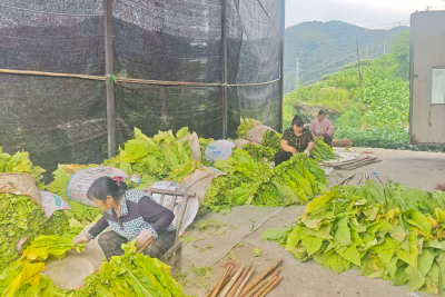 沙河乡：烟叶黄赶烤忙奏响乡村丰收“烤”曲