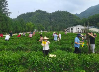 大木厂镇召开茶园管理暨茶叶加工标准化现场会