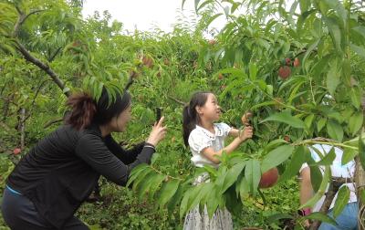红塔镇高碑村：果香四溢 丰收“甜”满盛夏