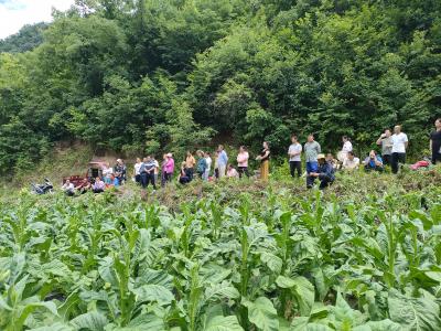 时值仲夏烟田忙 精管细作促增收