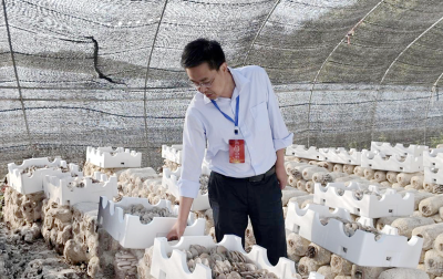 沙河乡：代表下沉让蘑菇“升温”点燃平菇产业新引擎