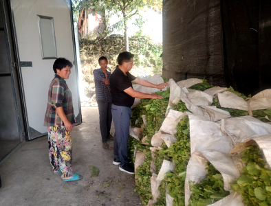 门古寺镇项家河村：烟田喜获丰收 第一炉“黄金叶”醇香出炉