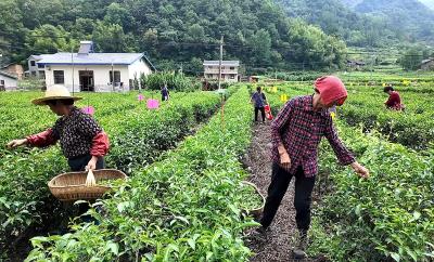 【记者走基层】大木厂镇：夏茶生产有序推进  绿色防控技术助农增收