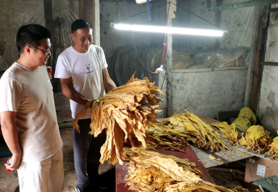 回龙乡：烟农赶“烤”忙  绘就好“丰”景