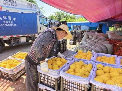 门古寺镇林下经济：青山藏金，绿富双赢