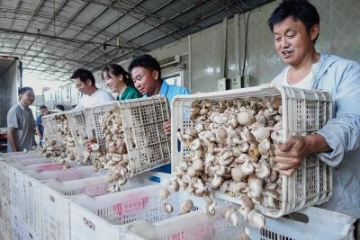 十堰房县：香菇喜迎丰收季 日均热销3万斤