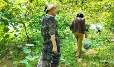 红塔镇付畈村：葡萄“串”起致富路 