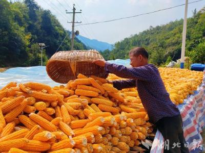 房县青峰镇：玉米丰收正当时 农户增收笑开颜