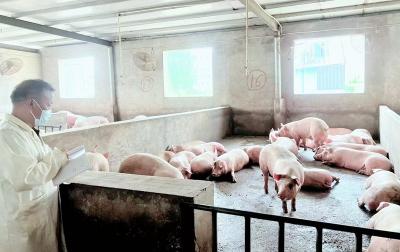 房县动物卫生监督所：构筑“从养殖到餐桌”的坚实防线