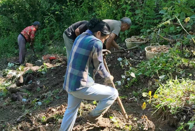 九道乡：林下掘金产业旺 多元发展助振兴