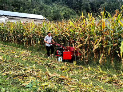 十堰房县：玉米秋收忙  田间好“丰”景